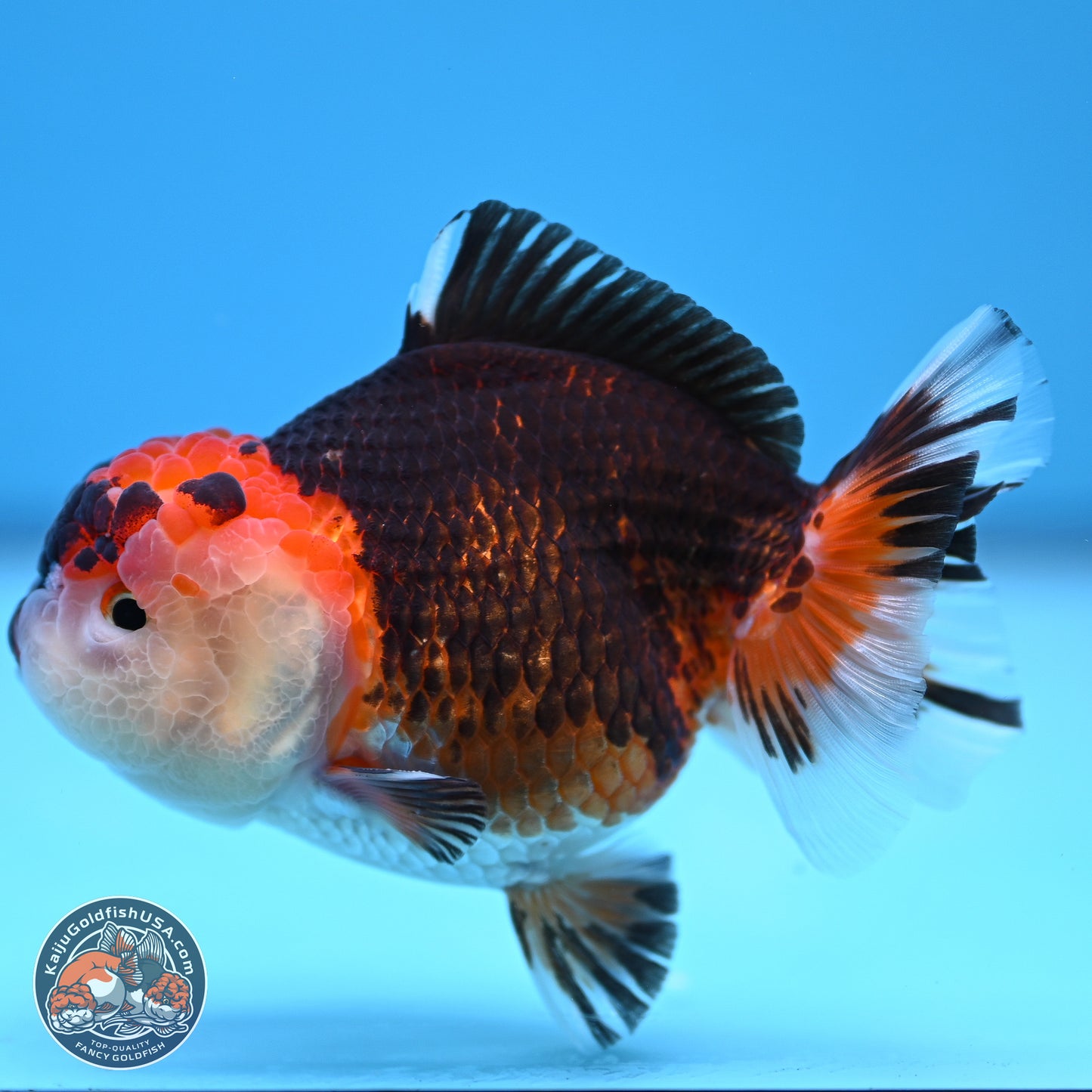 Tricolor Oranda 3.5-4.5 inches (240913_OR16) - Kaiju Goldfish USA