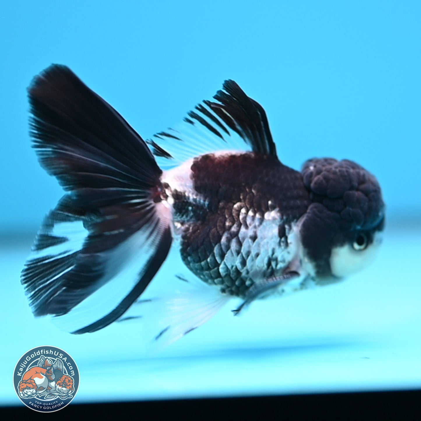 Black Cap Panda Rose Tail Oranda 2.8 inches Body - Male (250314_OR16)