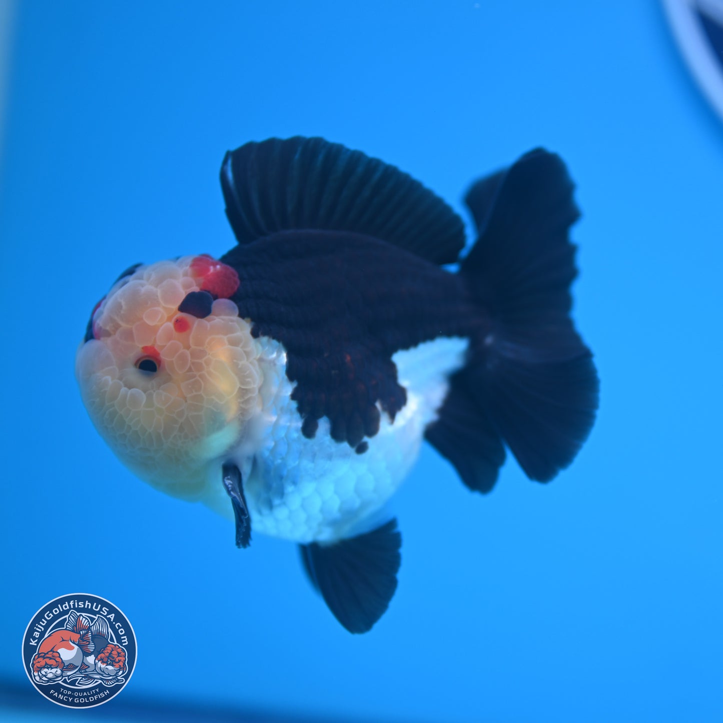 Tricolor YuanBao Oranda 3.5 inches Body - Male (241227_OR16) - Kaiju Goldfish USA