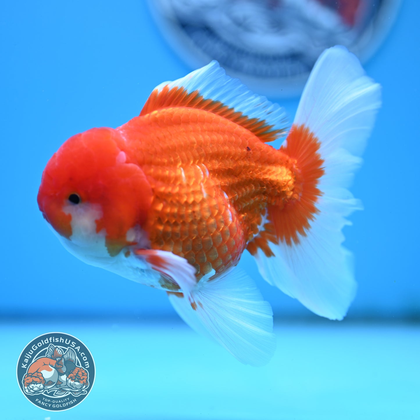 Red White Rose Tail Oranda 4 inches Body - Male (250418_OR16)