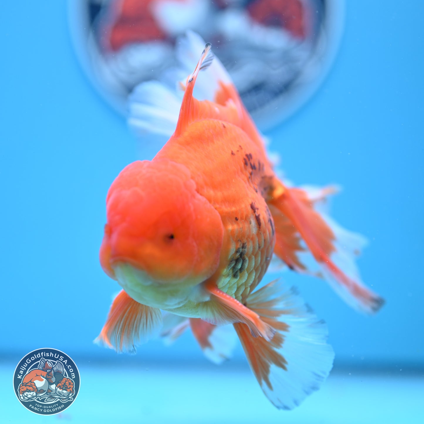 Red White Rose Tail Oranda 4-6.5 inches (240906_OR16) - Kaiju Goldfish USA