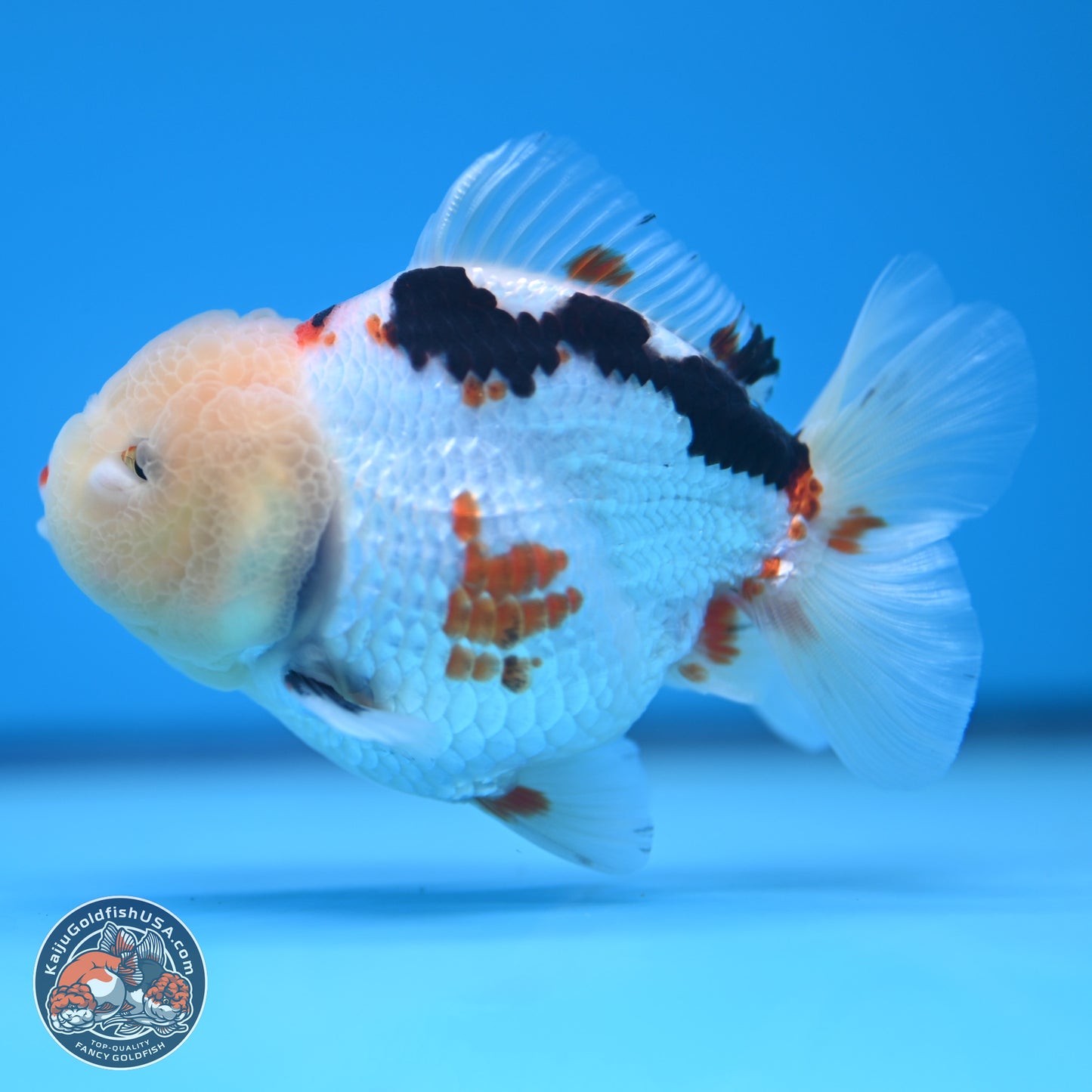 Tricolor Oranda 3.5-4 inches (241004_OR16) - Kaiju Goldfish USA