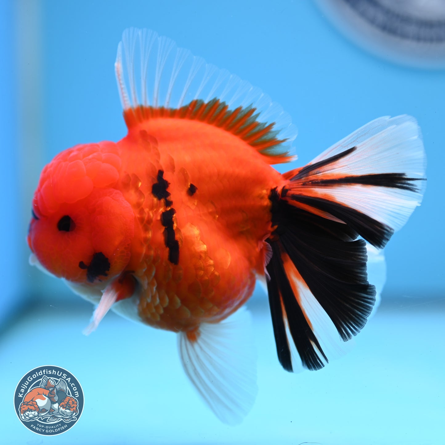 Tiger Broad Tail Oranda 3.5 inches Body - Male (250228_OR16)