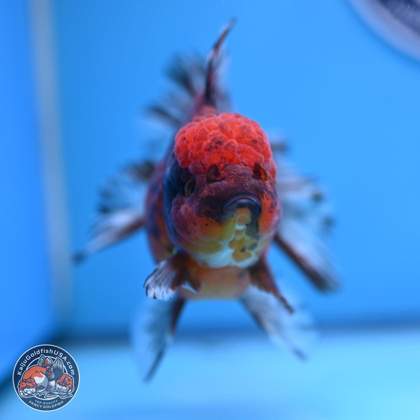 Red Kirin Rose Tail Oranda 6 inches - Male (241129_OR16) - Kaiju Goldfish USA