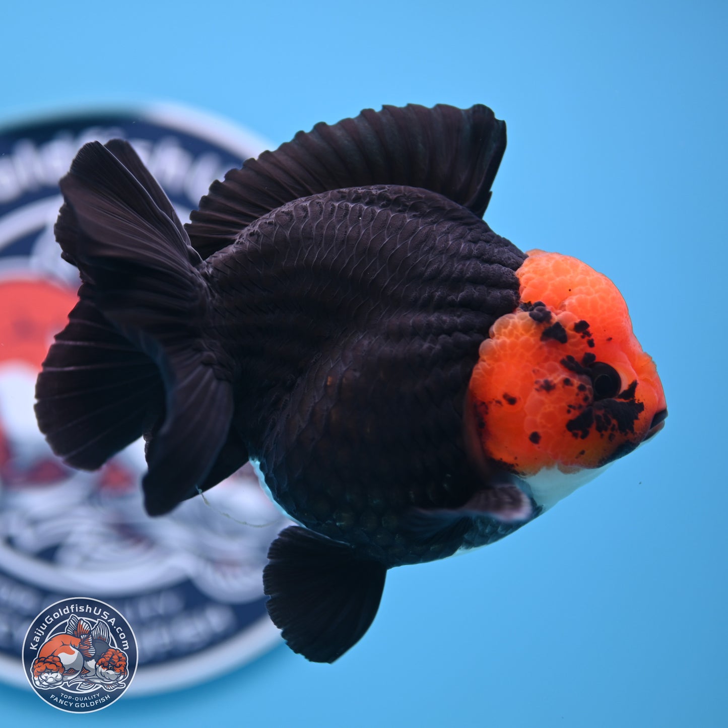 Red Head Apache YuanBao Oranda 4in Body (240816_OR16) - Kaiju Goldfish USA