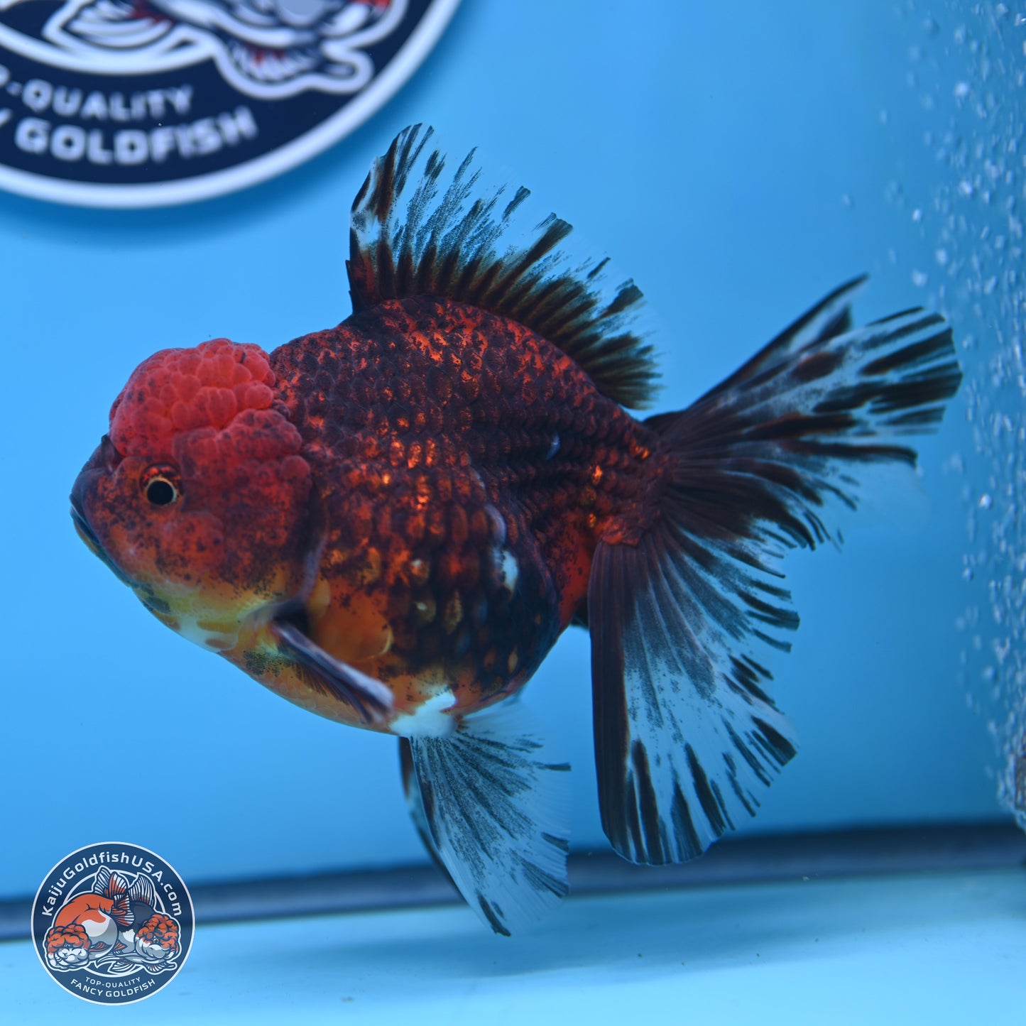 Red Kirin Rose Tail Oranda 6 inches - Male (241129_OR16) - Kaiju Goldfish USA