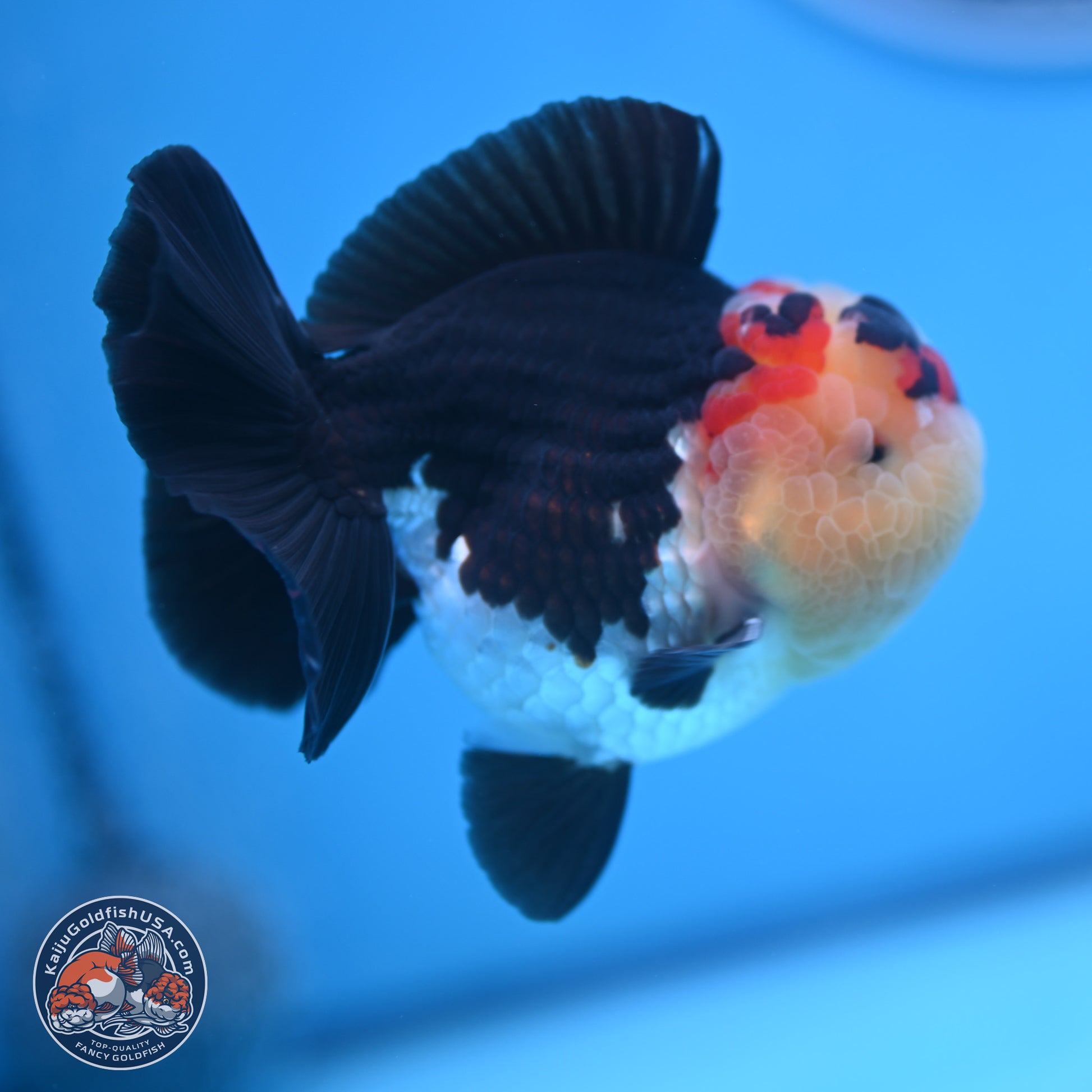 Tricolor YuanBao Oranda 3.5 inches Body - Male (241227_OR16) - Kaiju Goldfish USA