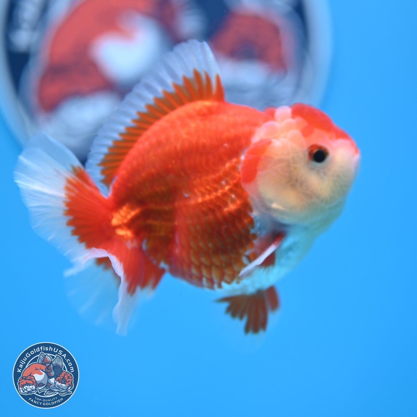 Red White YuanBao Oranda 4 inches (241018_OR16)