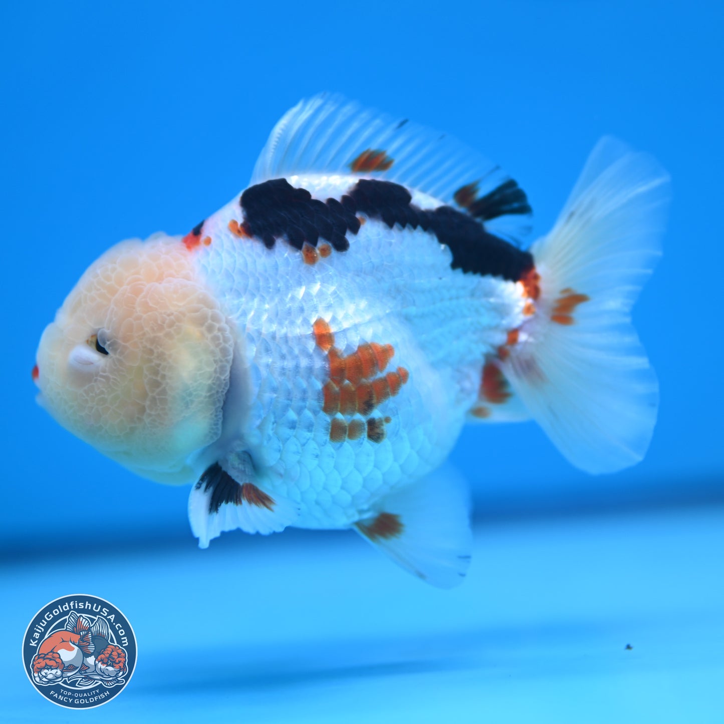 Tricolor Oranda 3.5-4 inches (241004_OR16) - Kaiju Goldfish USA