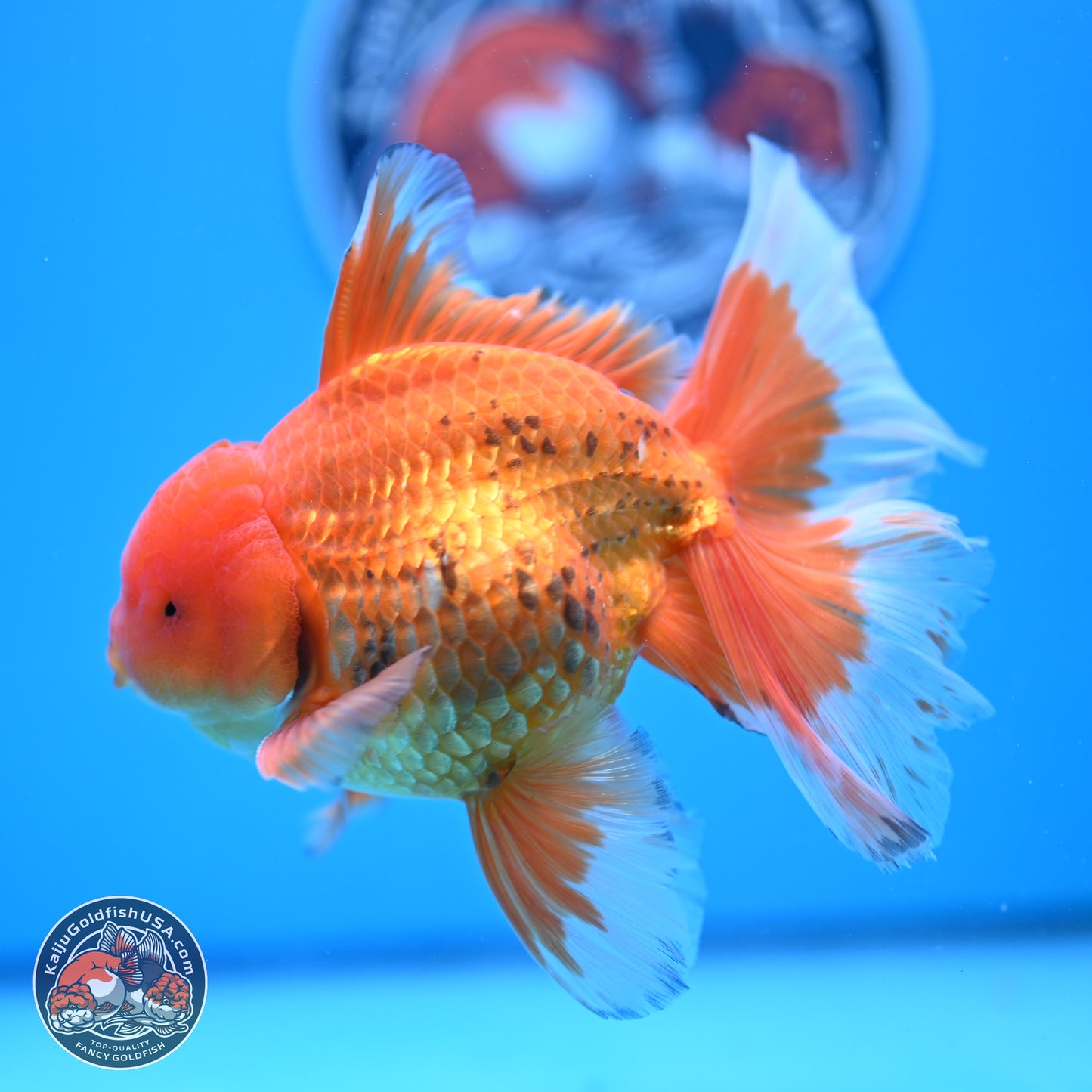 Red White Rose Tail Oranda 4-6.5 inches (240906_OR16) - Kaiju Goldfish USA