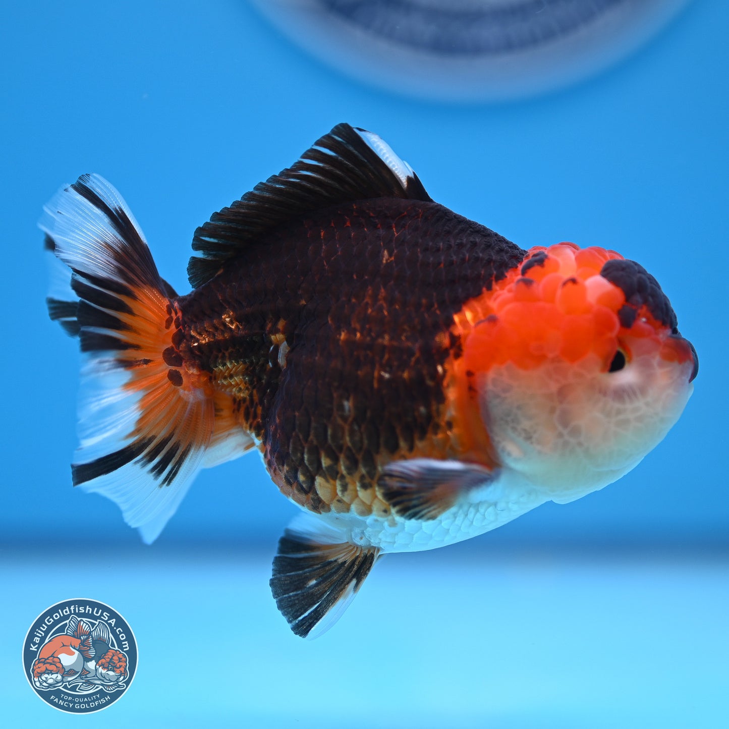 Tricolor Oranda 3.5-4.5 inches (240913_OR16) - Kaiju Goldfish USA