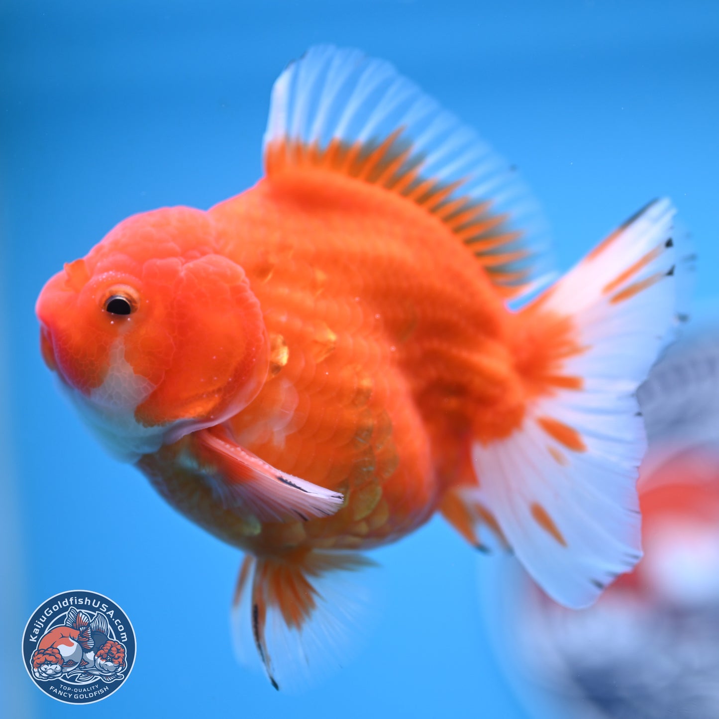 Shogun Sakura Oranda 3.75 inches Body - Male (250207_OR16)