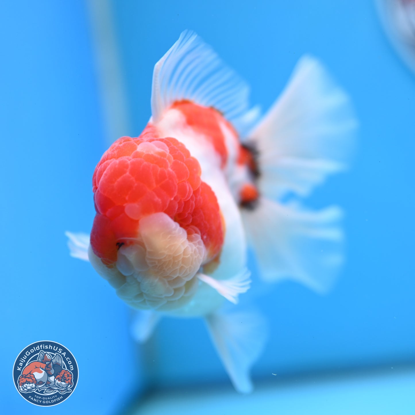 Tricolor Sakura Rose Tail Oranda 3.5 inches Body - Male (250214_OR16)