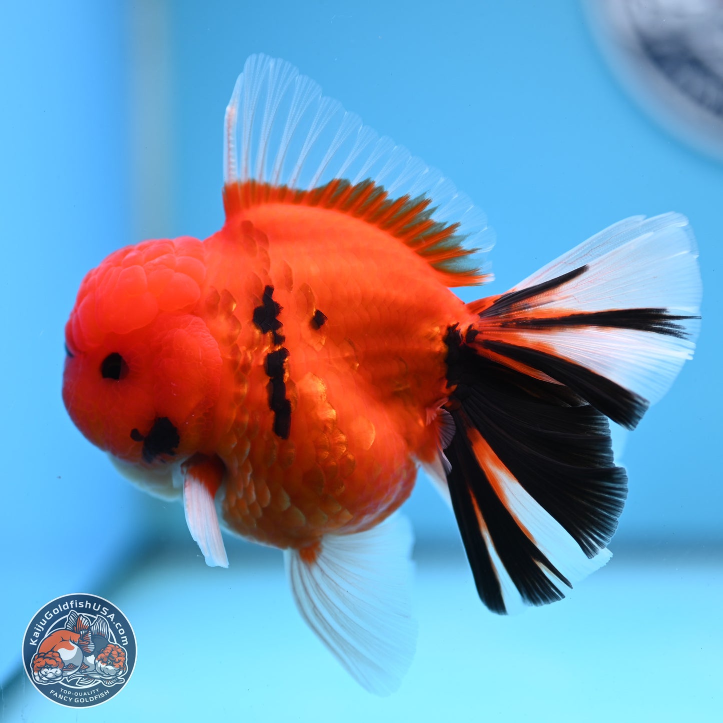 Tiger Broad Tail Oranda 3.5 inches Body - Male (250228_OR16)