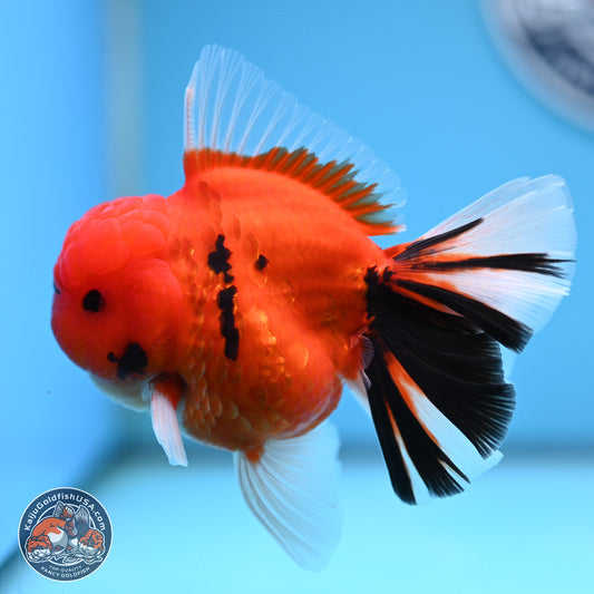 Tiger Broad Tail Oranda 3.5 inches Body - Male (250228_OR16)