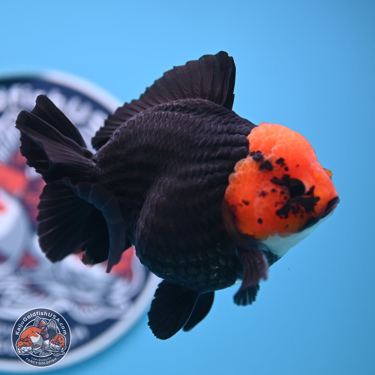 Red Head Apache YuanBao Oranda 4in Body (240816_OR16) - Kaiju Goldfish USA