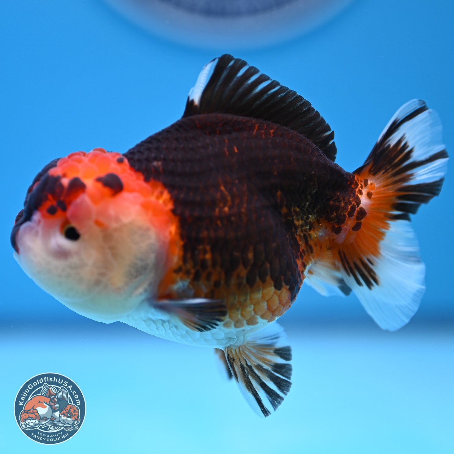 Tricolor Oranda 3.5-4.5 inches (240913_OR16) - Kaiju Goldfish USA