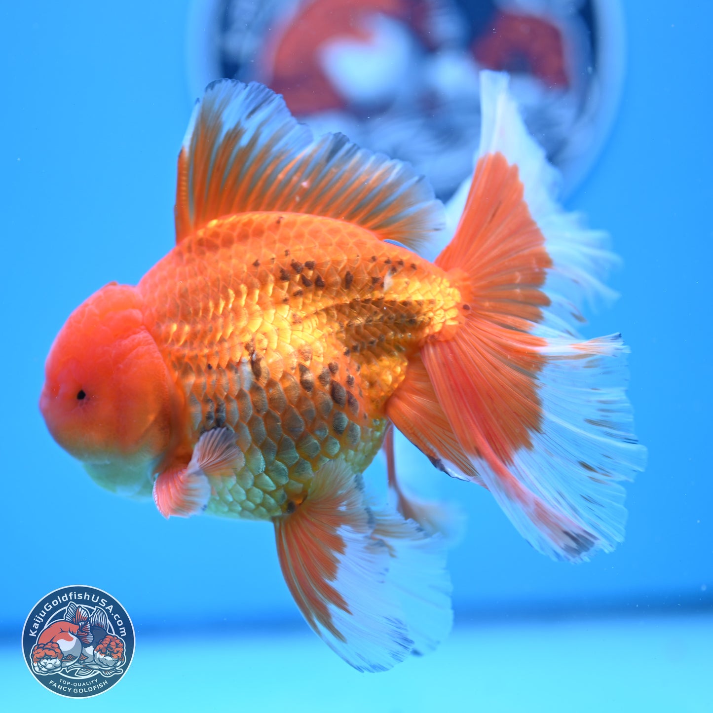 Red White Rose Tail Oranda 4-6.5 inches (240906_OR16) - Kaiju Goldfish USA