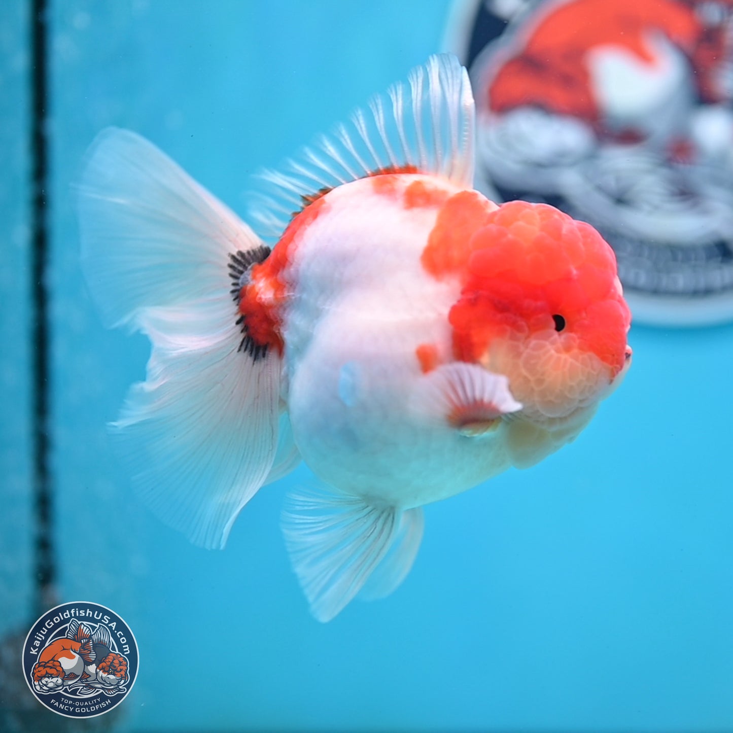 Tricolor Sakura Rose Tail Oranda 3.5 inches Body - Male (250214_OR16)