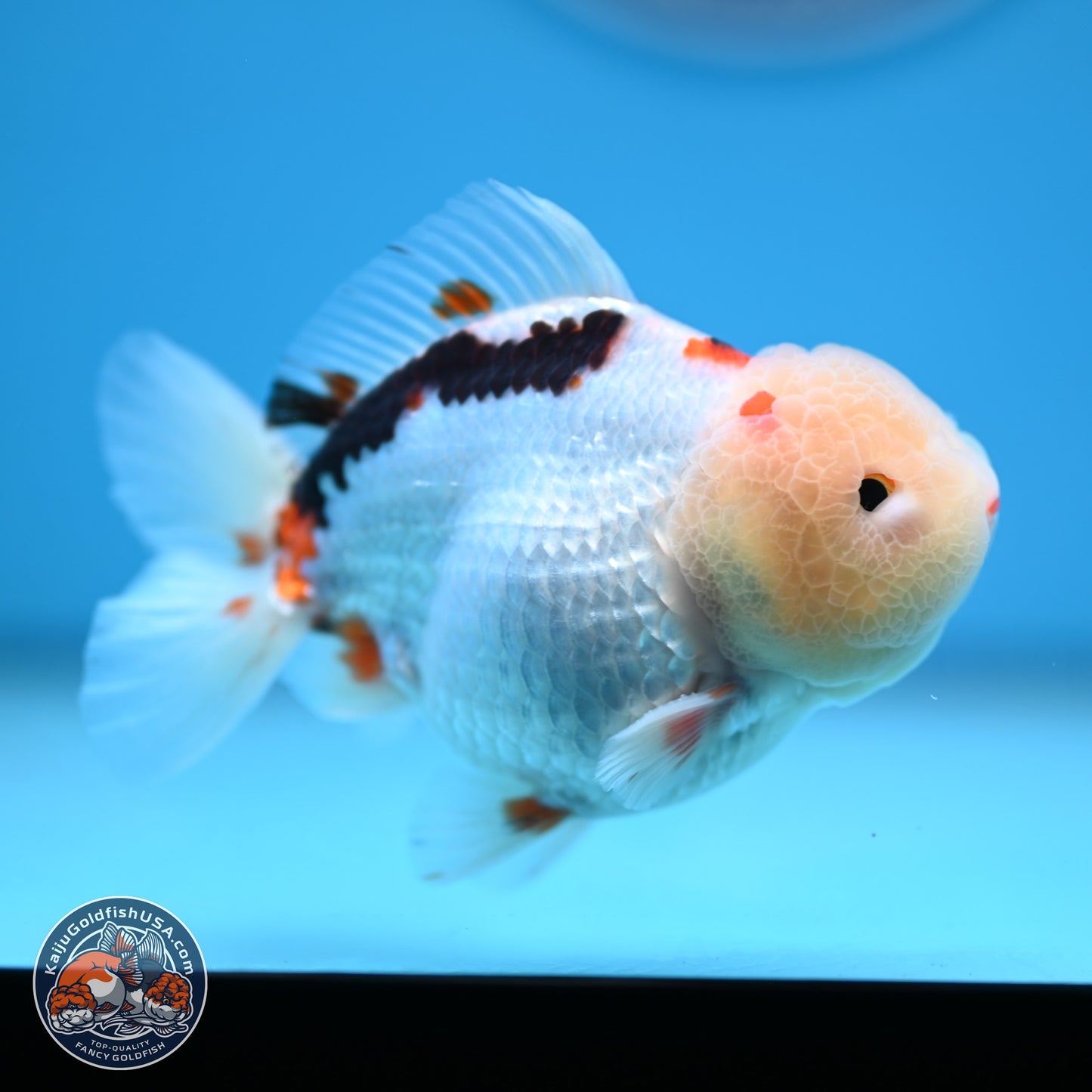 Tricolor Oranda 3.5-4 inches (241004_OR16) - Kaiju Goldfish USA