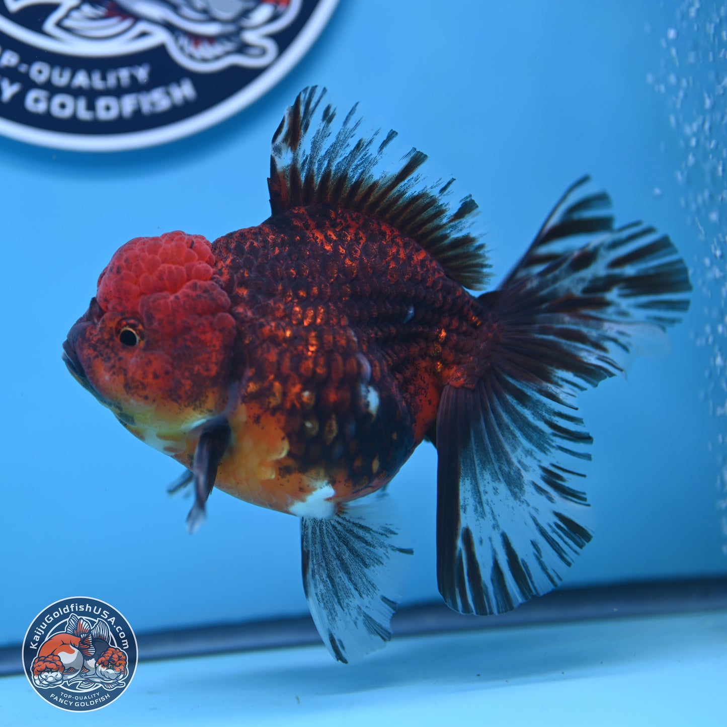 Red Kirin Rose Tail Oranda 6 inches - Male (241129_OR16) - Kaiju Goldfish USA