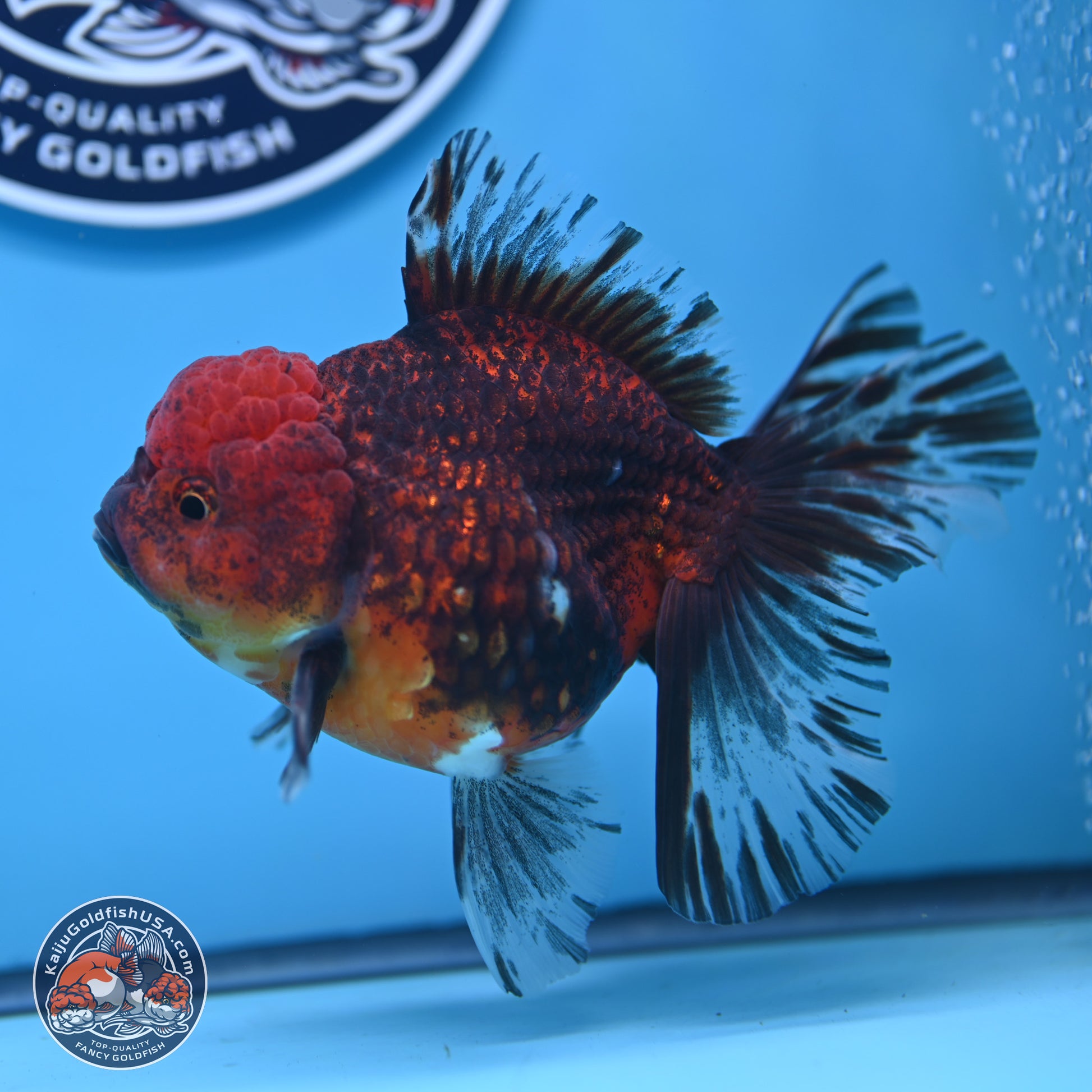 Red Kirin Rose Tail Oranda 6 inches - Male (241129_OR16) - Kaiju Goldfish USA