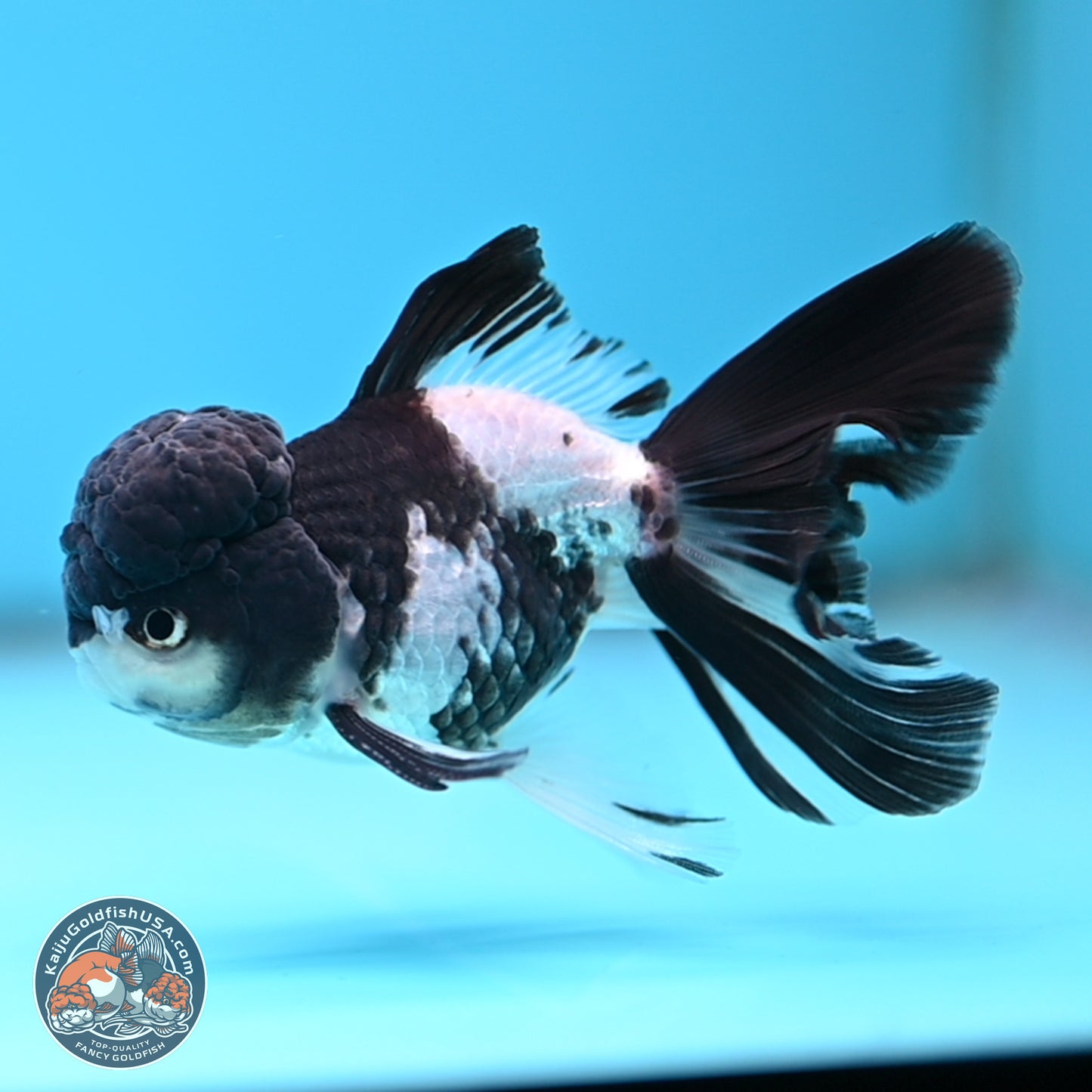 Black Cap Panda Rose Tail Oranda 2.8 inches Body - Male (250314_OR16)