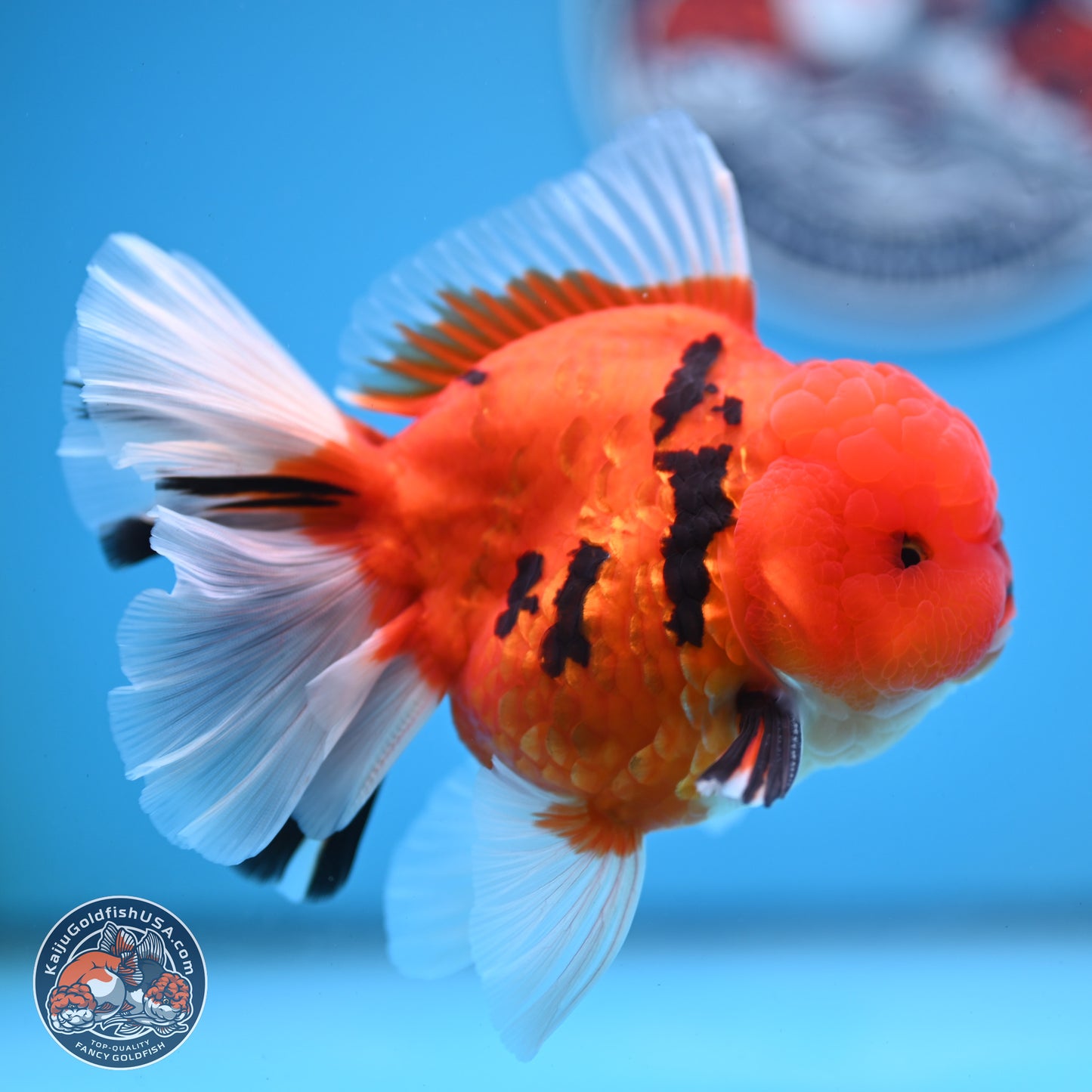 Tiger Broad Tail Oranda 3.5 inches Body - Male (250228_OR16)