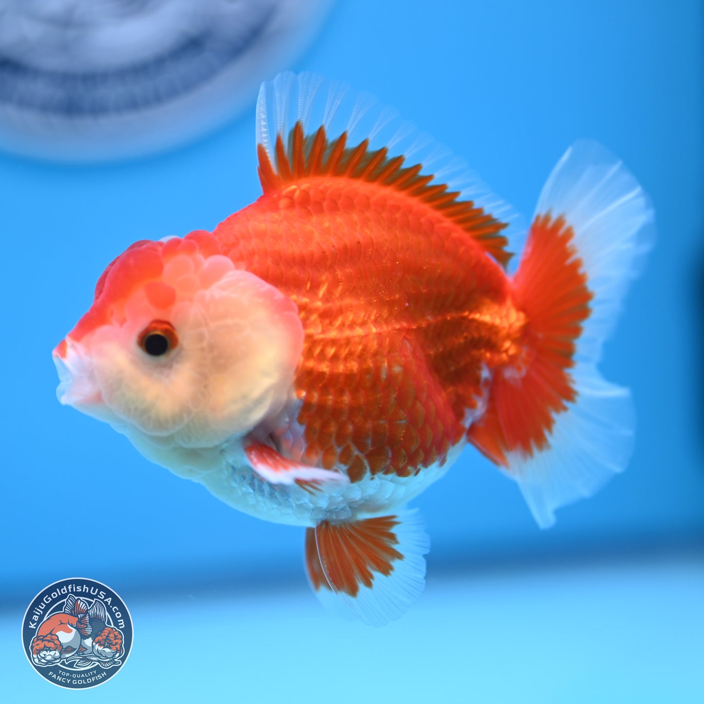 Red White YuanBao Oranda 4 inches (241018_OR16)