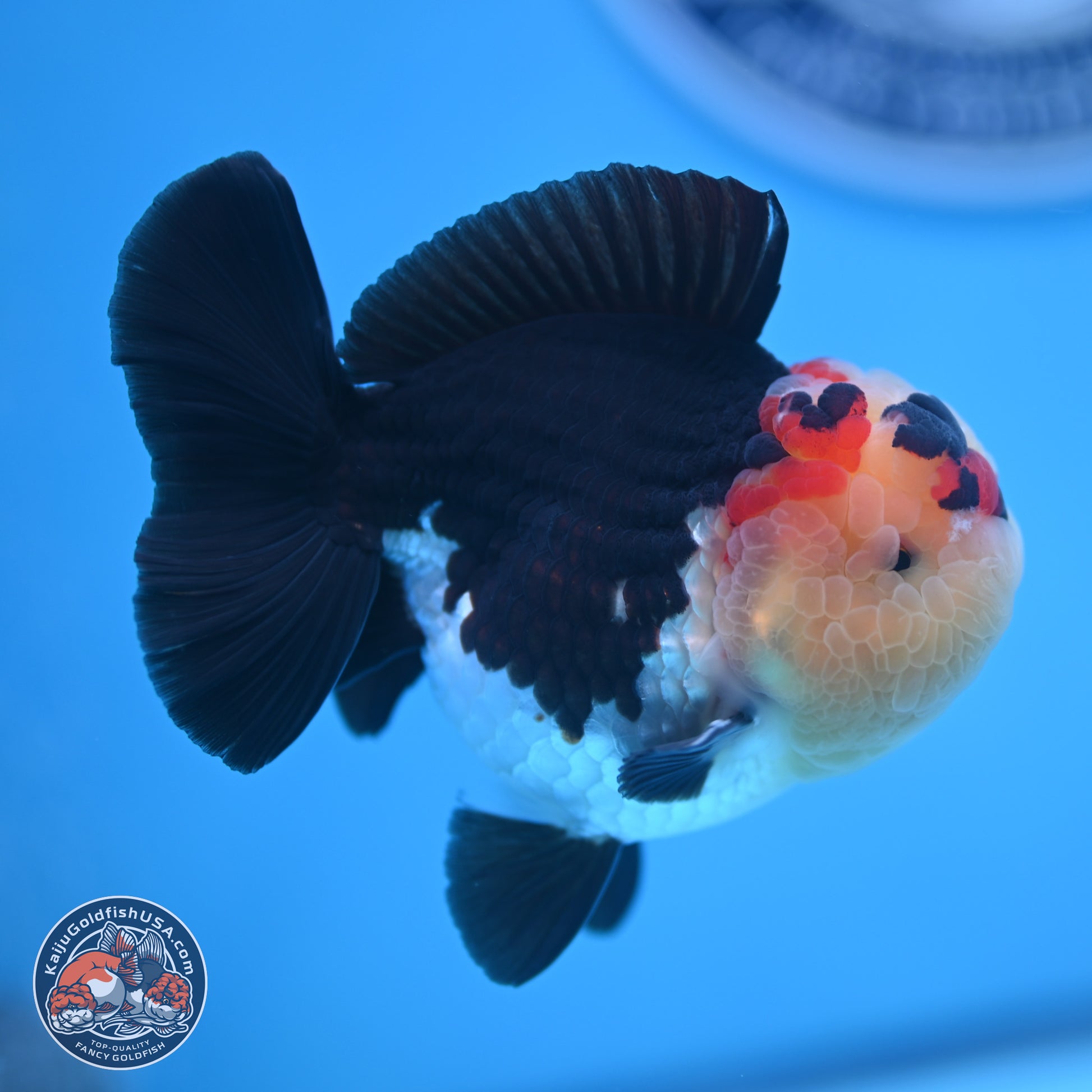 Tricolor YuanBao Oranda 3.5 inches Body - Male (241227_OR16) - Kaiju Goldfish USA