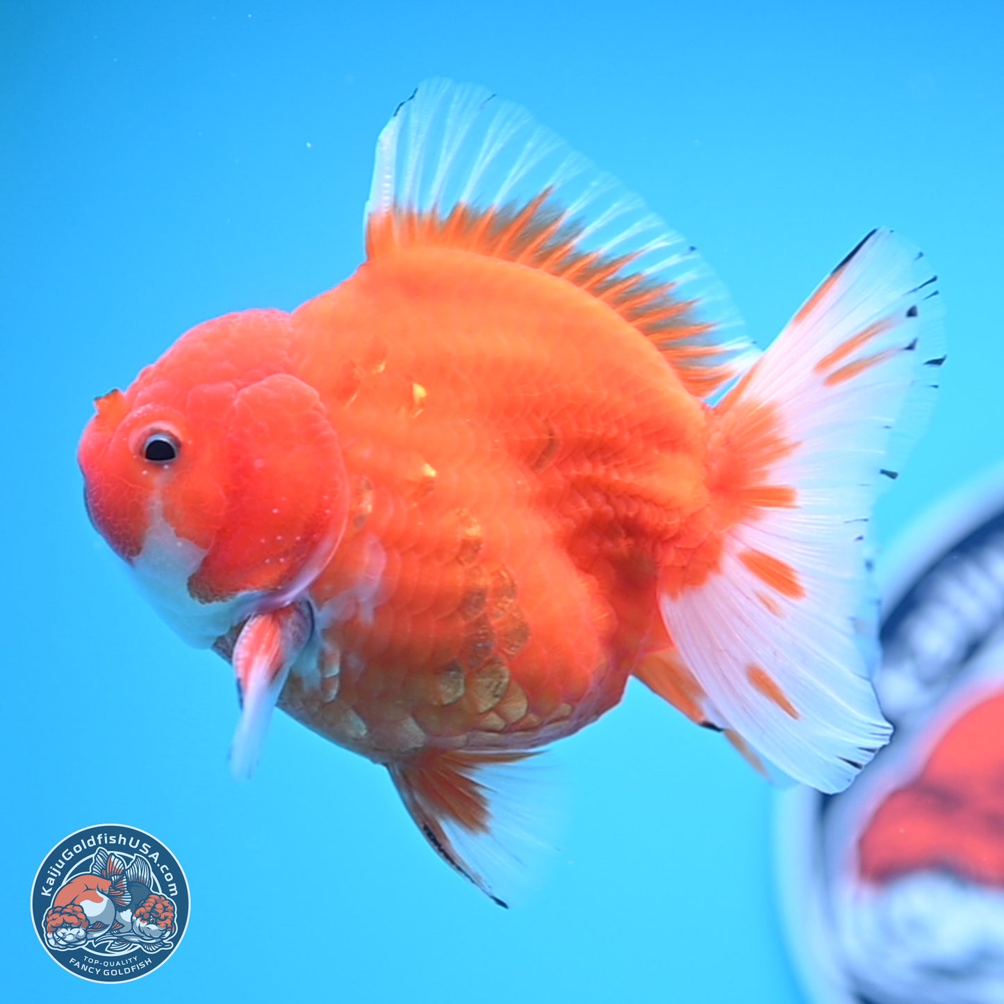 Shogun Sakura Oranda 3.75 inches Body - Male (250207_OR16)