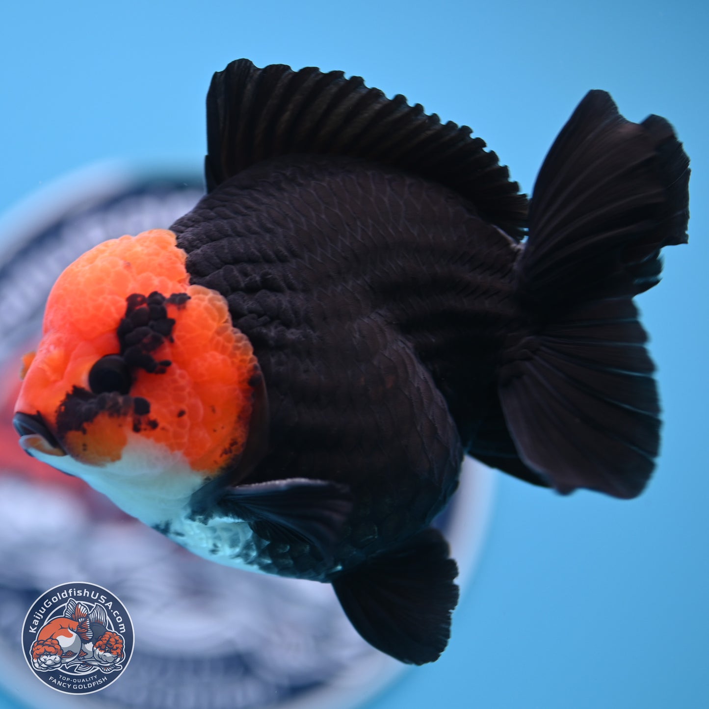 Red Head Apache YuanBao Oranda 4in Body (240816_OR16) - Kaiju Goldfish USA