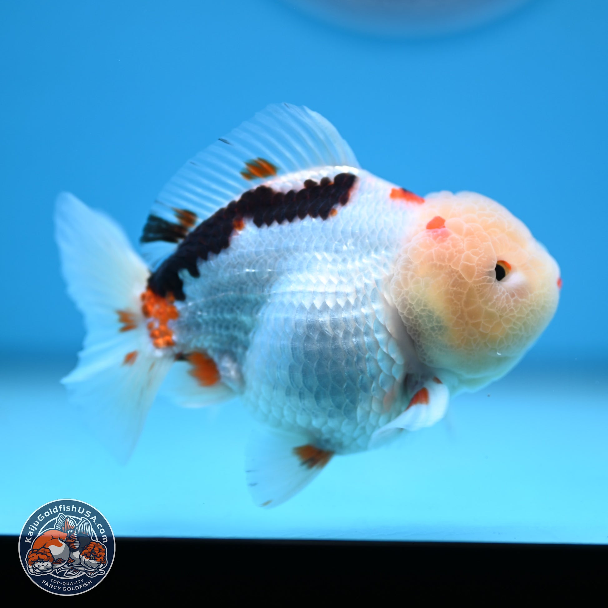 Tricolor Oranda 3.5-4 inches (241004_OR16) - Kaiju Goldfish USA