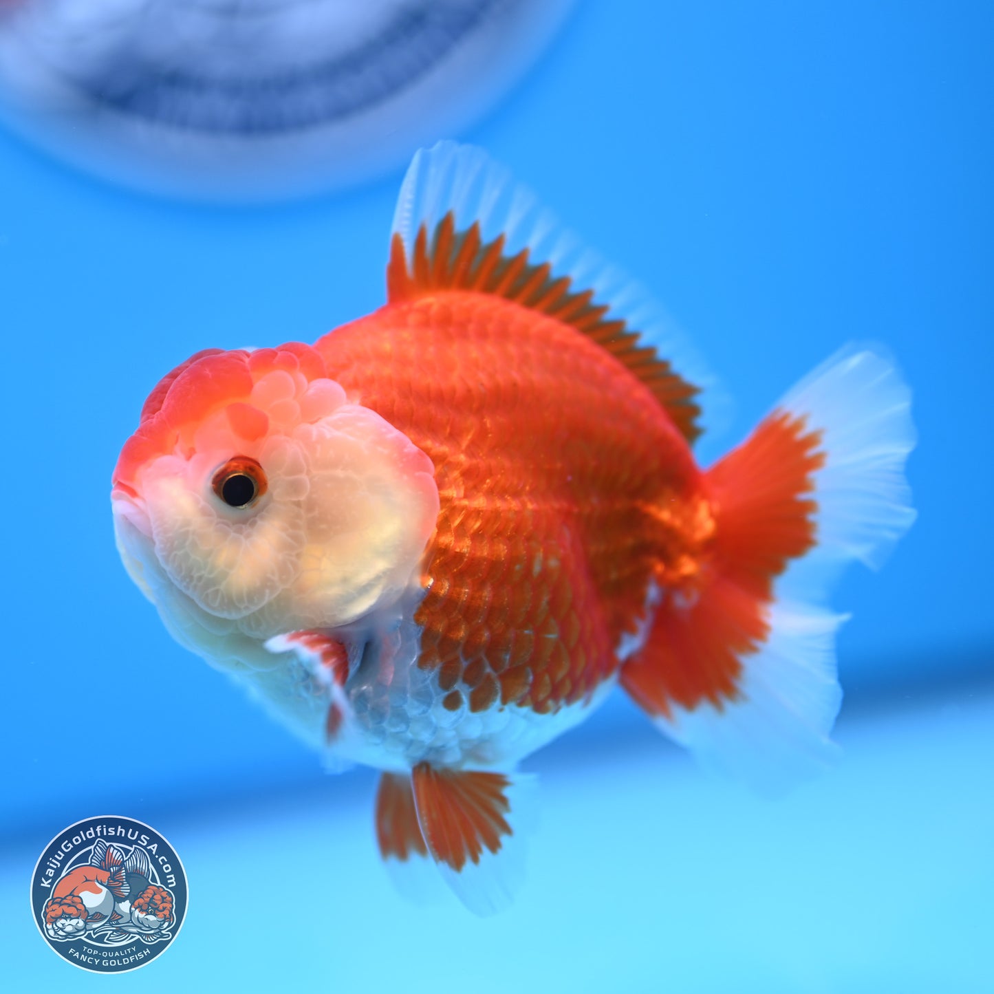 Red White YuanBao Oranda 4 inches (241018_OR16)