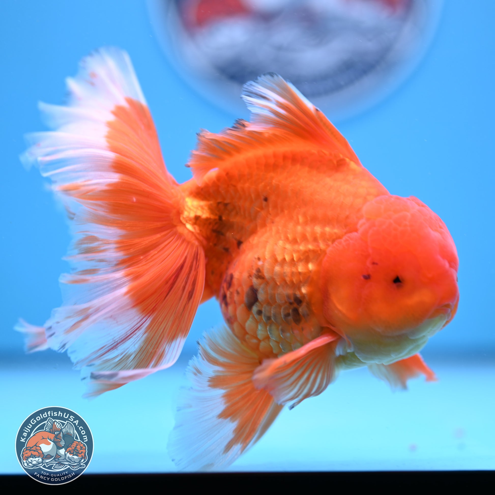 Red White Rose Tail Oranda 4-6.5 inches (240906_OR16) - Kaiju Goldfish USA