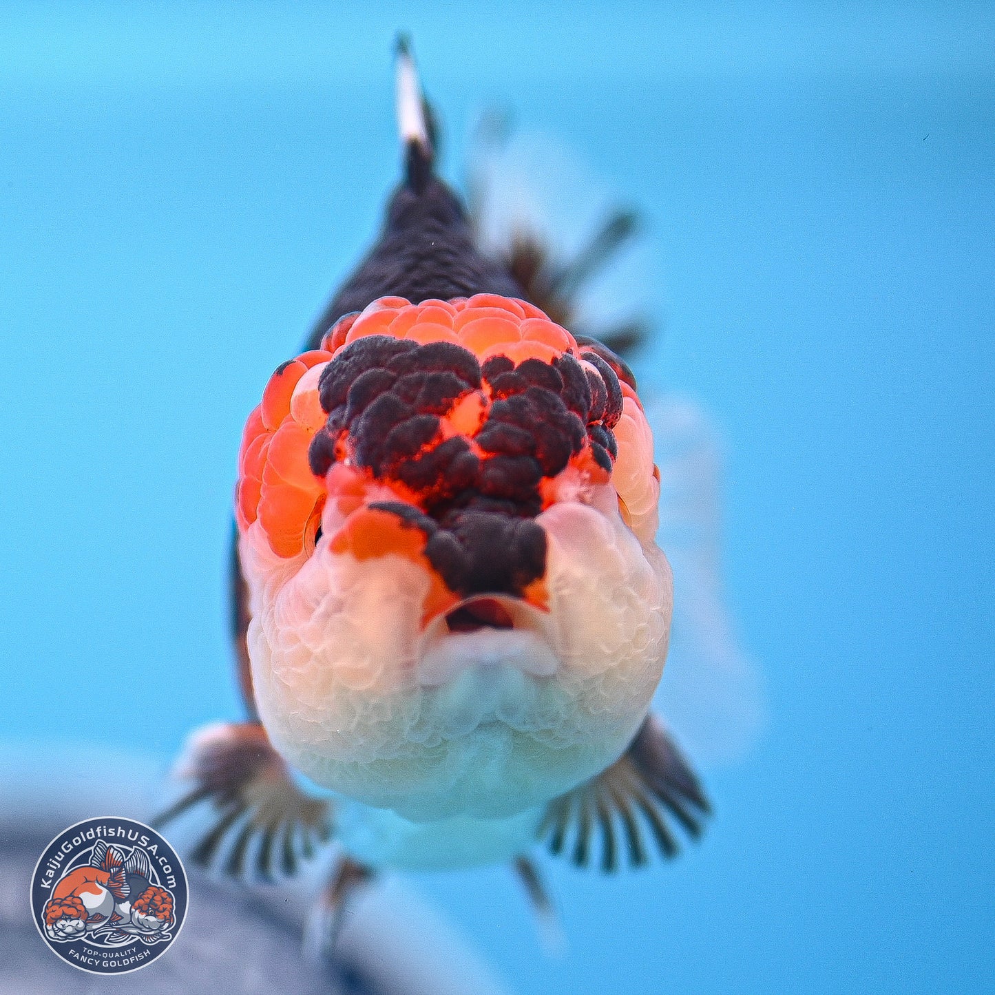 Tricolor Oranda 3.5-4.5 inches (240913_OR16) - Kaiju Goldfish USA