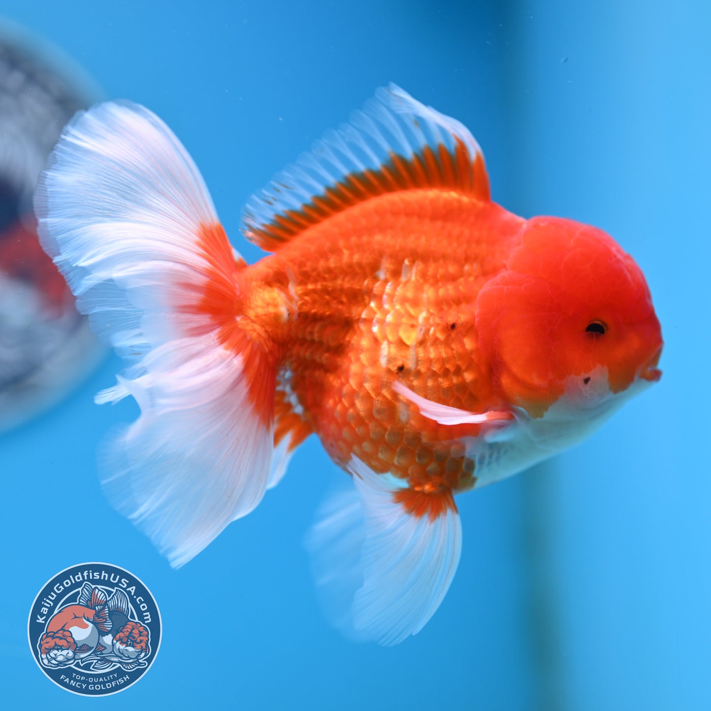 Red White Rose Tail Oranda 4 inches Body - Male (250418_OR16)