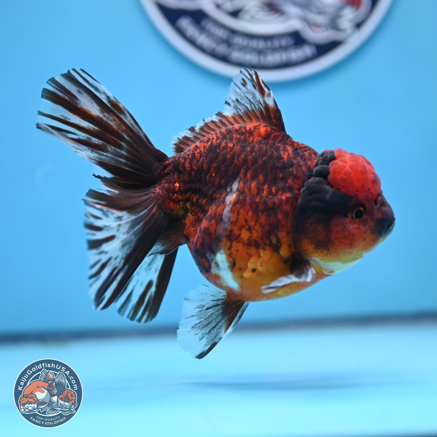 Red Kirin Rose Tail Oranda 6 inches - Male (241129_OR16) - Kaiju Goldfish USA