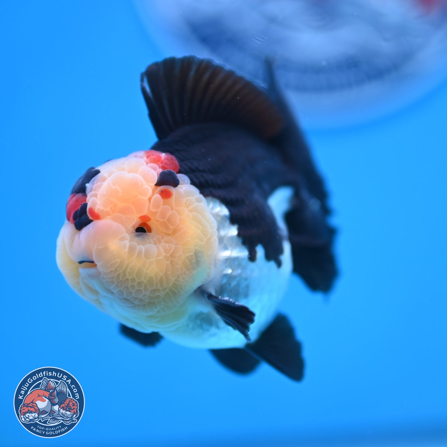 Tricolor YuanBao Oranda 3.5 inches Body - Male (241227_OR16) - Kaiju Goldfish USA