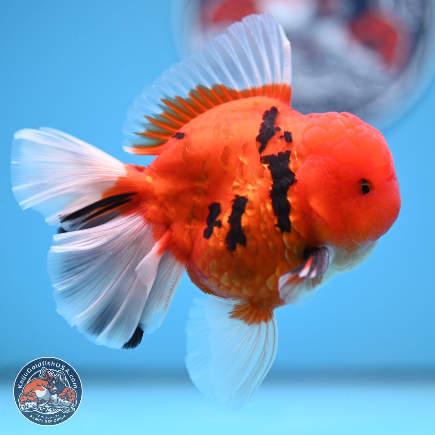 Tiger Broad Tail Oranda 3.5 inches Body - Male (250228_OR16)