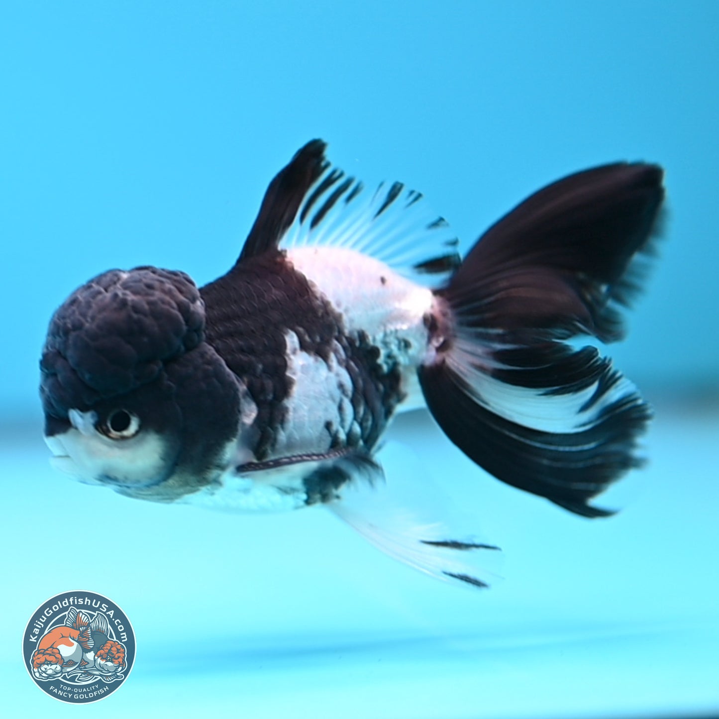 Black Cap Panda Rose Tail Oranda 2.8 inches Body - Male (250314_OR16)