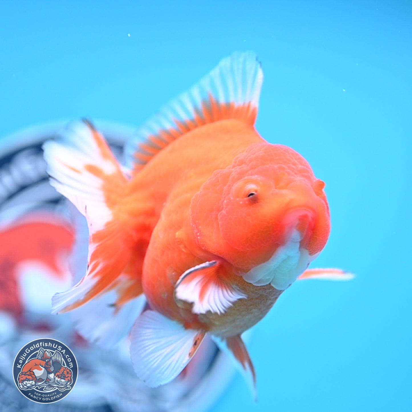 Shogun Sakura Oranda 3.75 inches Body - Male (250207_OR16)