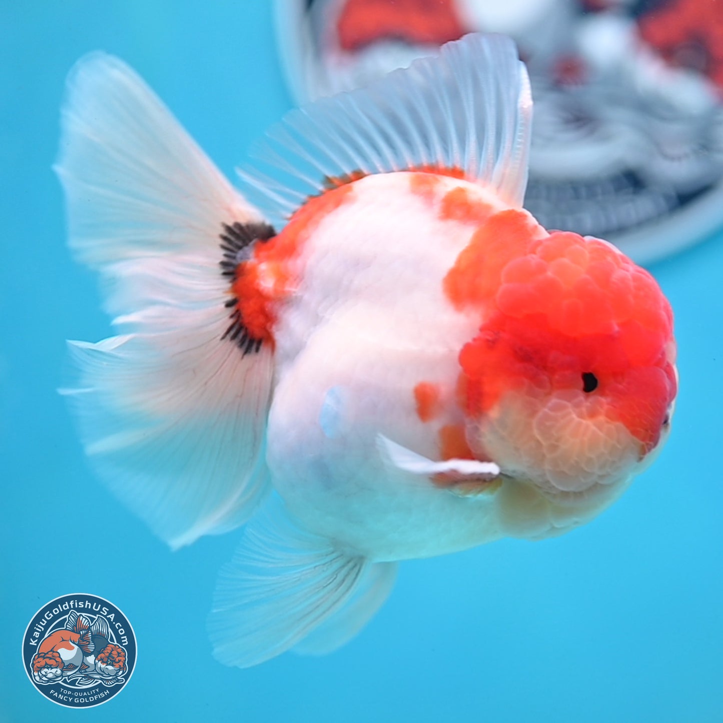 Tricolor Sakura Rose Tail Oranda 3.5 inches Body - Male (250214_OR16)