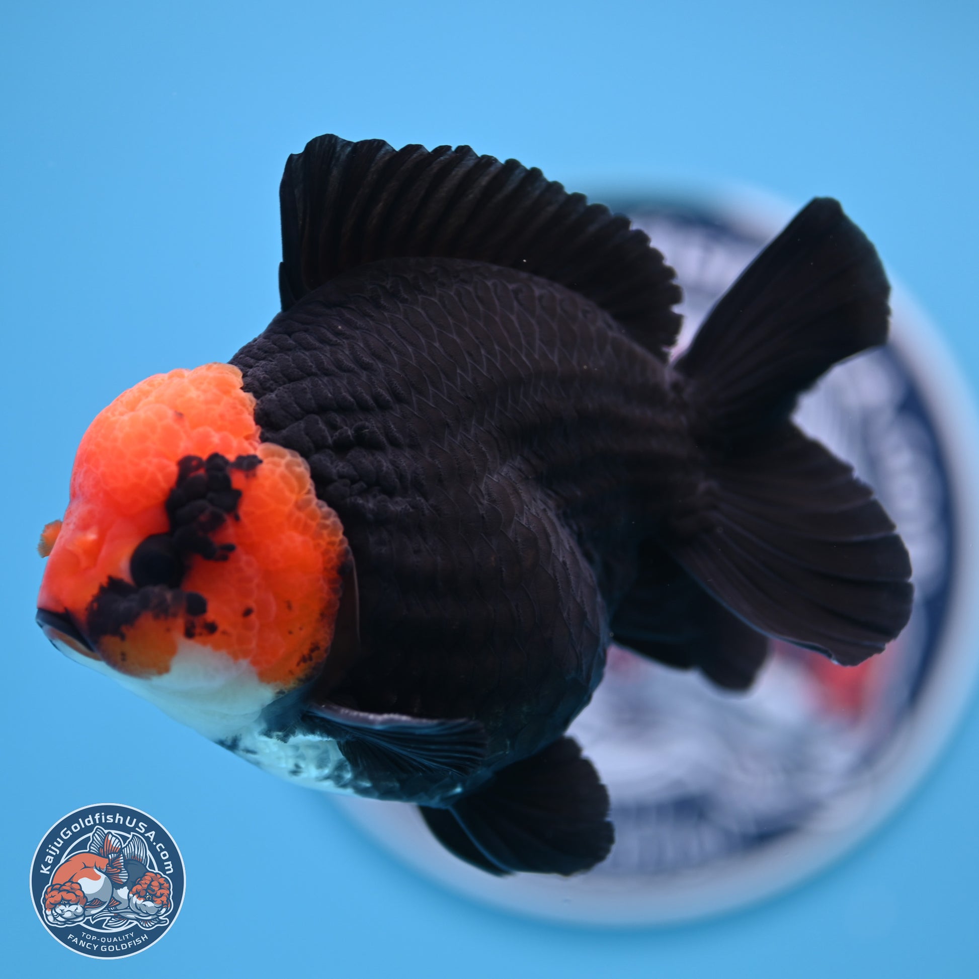 Red Head Apache YuanBao Oranda 4in Body (240816_OR16) - Kaiju Goldfish USA