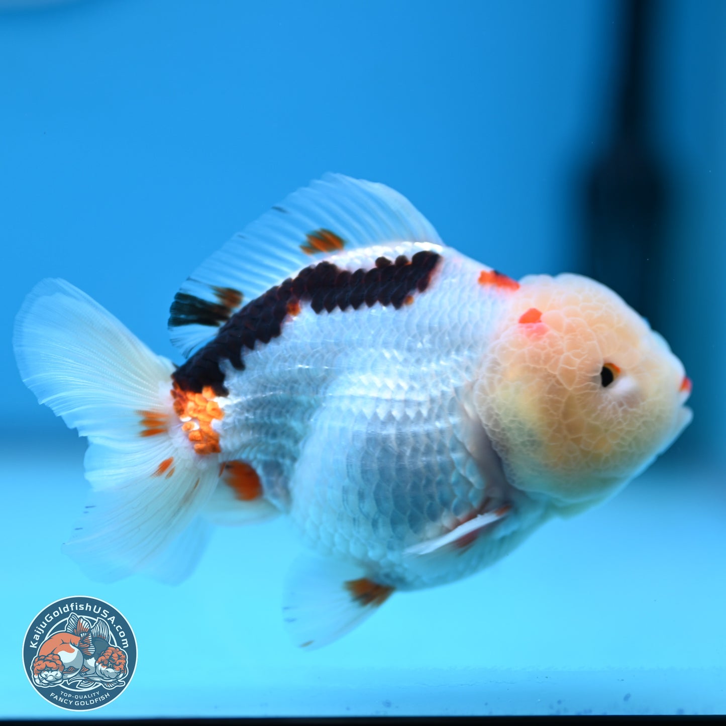 Tricolor Oranda 3.5-4 inches (241004_OR16) - Kaiju Goldfish USA