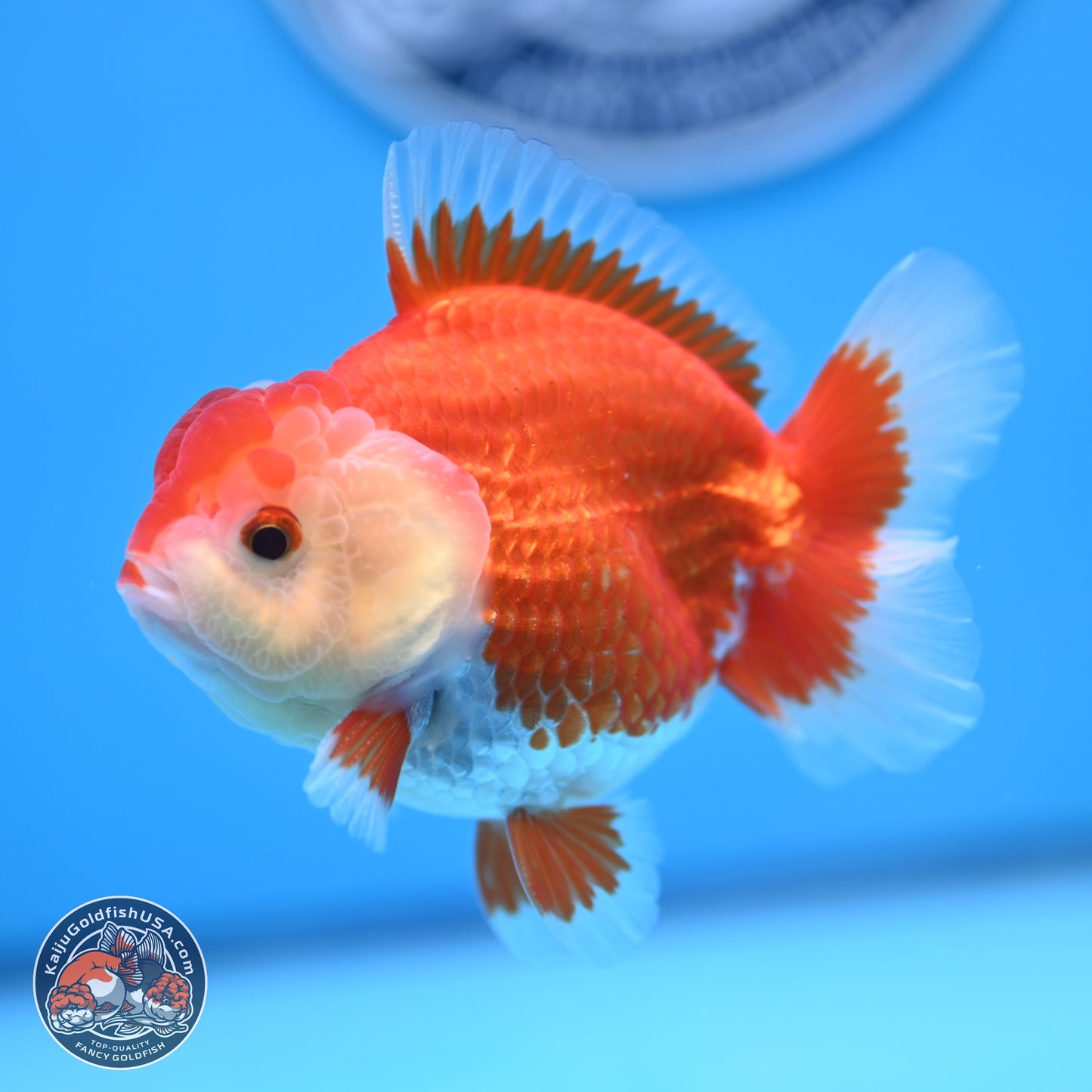 Red White YuanBao Oranda 4 inches (241018_OR16)