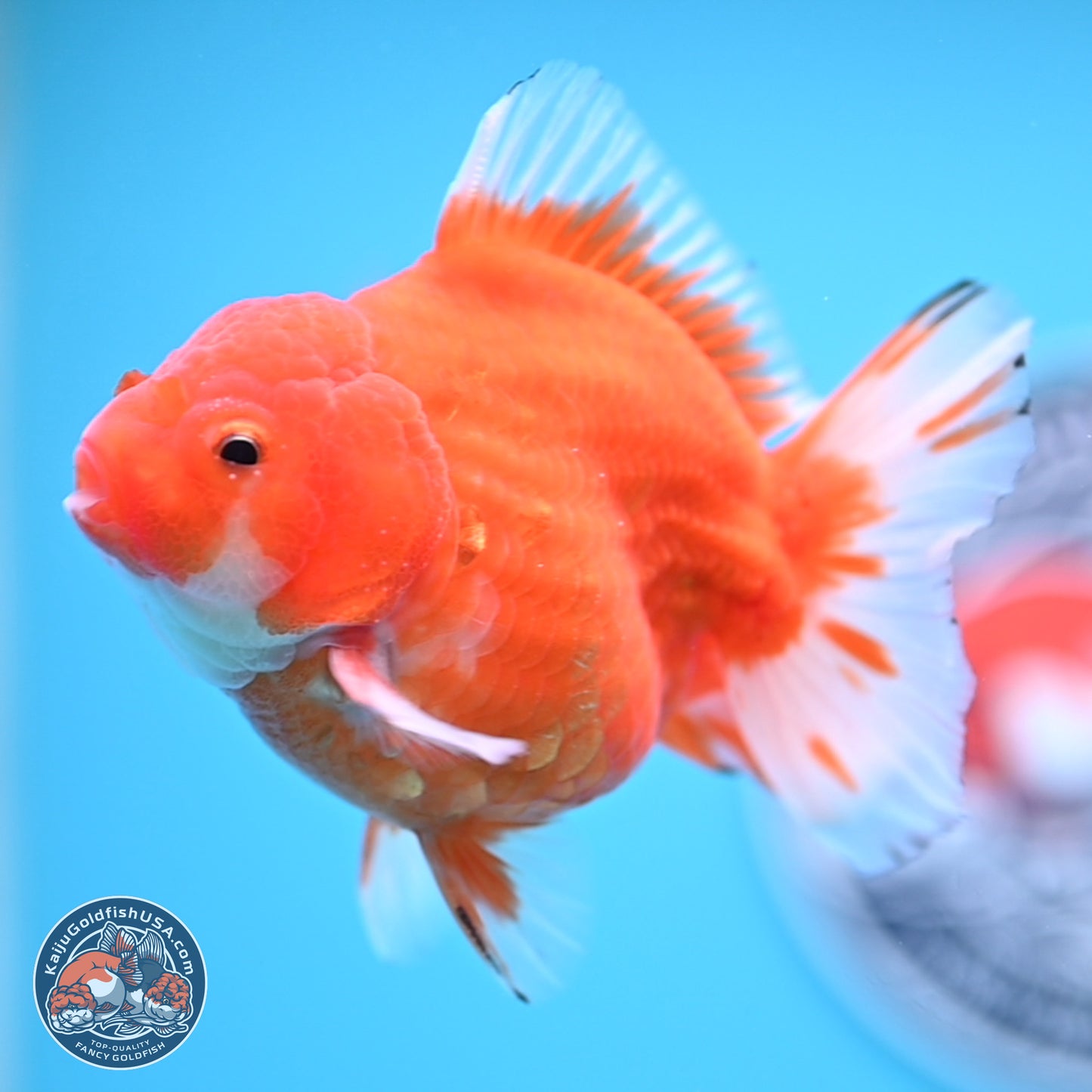 Shogun Sakura Oranda 3.75 inches Body - Male (250207_OR16)