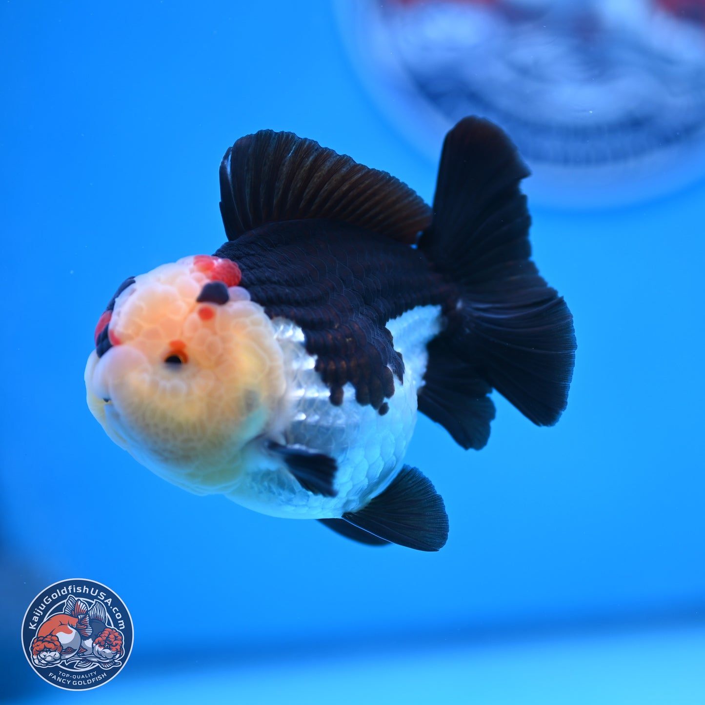 Tricolor YuanBao Oranda 3.5 inches Body - Male (241227_OR16) - Kaiju Goldfish USA