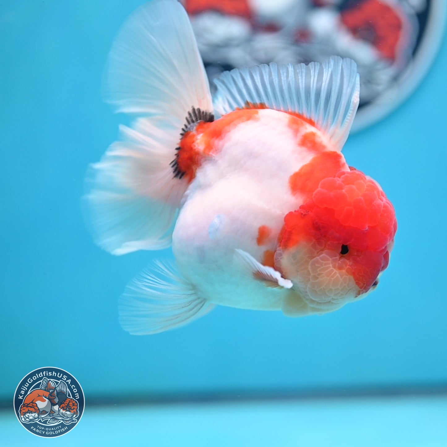 Tricolor Sakura Rose Tail Oranda 3.5 inches Body - Male (250214_OR16)