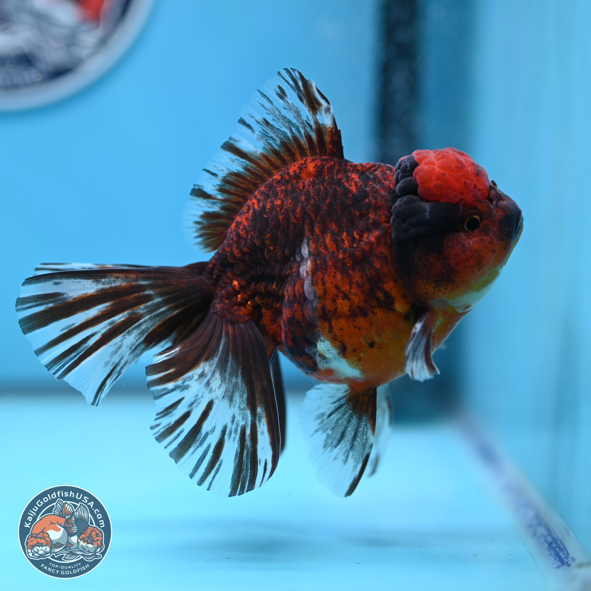 Red Kirin Rose Tail Oranda 6 inches - Male (241129_OR16) - Kaiju Goldfish USA